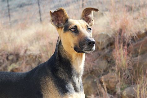 13 Remarkable African Dog Breeds Guaranteed to Turn Heads at the Dog ...