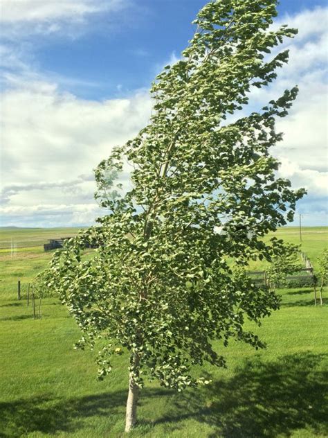 Free Images Nature Branch Meadow Spring Produce Birch Evergreen