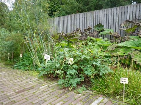 Het Engelse Avontuur Dedemsvaart De Tuinen Van Mien Ruys