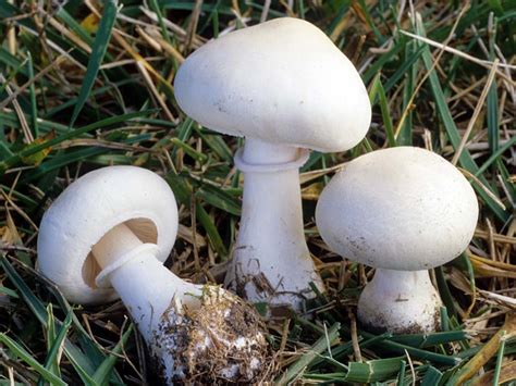 Белошампиньон краснопластинчатый (Leucoagaricus leucothites) фото и ...