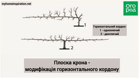Як обрізати плодові дерева – все про види крон і їх формуванні в ...