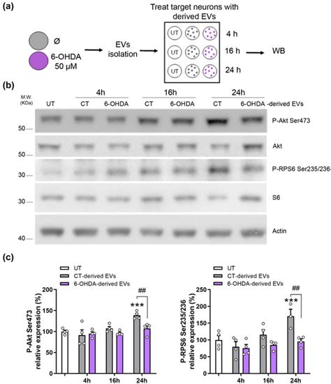 Anti Phospho Rps Ser Cell Signaling Technology Inc Bioz