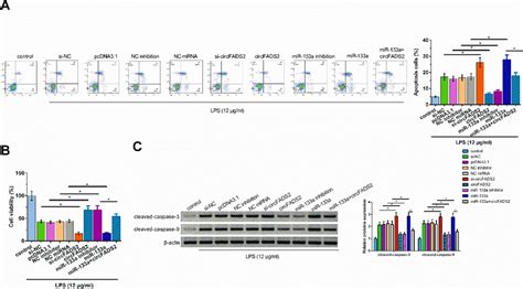 CircFADS2 Overexpression Inhibited LPS Induced HBEpCs Apoptosis Via