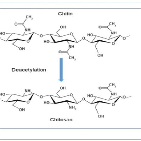 The Conversion Of Chitin To Chitosan By Deacetylation Download