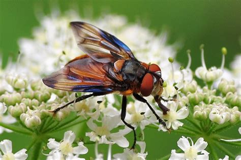 Phasia Hemiptera Wanzenfliege Castrop Rauxel