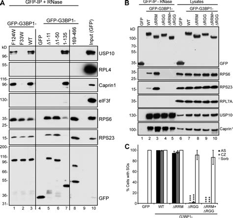 G3bp1 Rgg Motif Is Required For Association With 40s Ribosomal Subunits