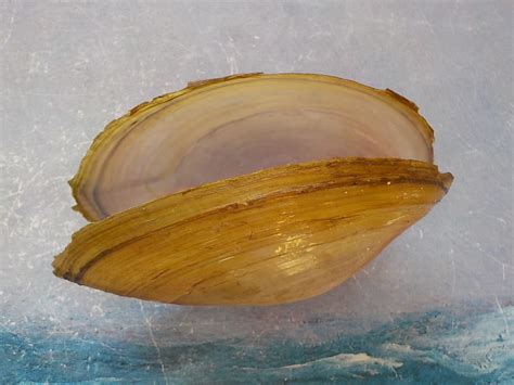 Lake Shells Shells Of Greece