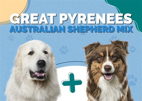 Great Pyrenees Australian Shepherd Mix Pet Breed Info: Pictures ...