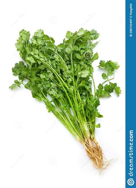 Racimo De Hojas De Cilantro Frescas Aisladas En Fondo Blanco Imagen De