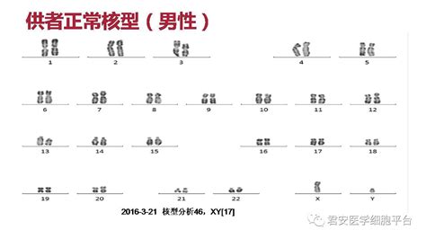 染色体核型分析模板