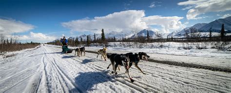 Why Do Dog Sled Drivers Say Mush
