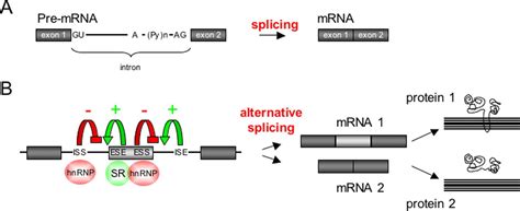 Genome-wide Analysis of Alternative Pre-mRNA Splicing* - Journal of ... 