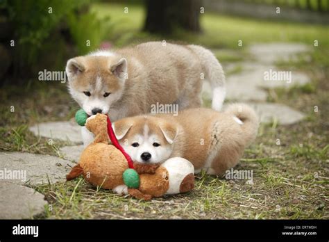 Akita Inu puppy Stock Photo - Alamy