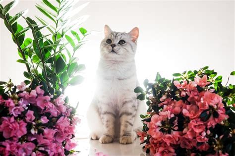 Lindo Gato Brincando Fitas Coloridas Gatinho Engra Ado Cinza Foto