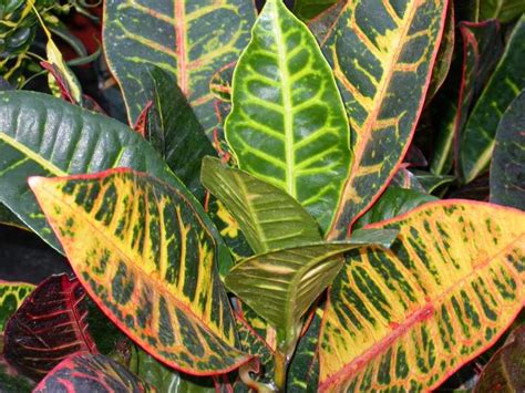 Plants & Flowers » Variegated Laurel