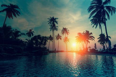 Download Alluring Beach Palm Trees Wallpaper