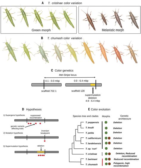 Large Scale Mutation In The Evolution Of A Gene Complex For Cryptic