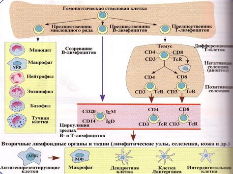 Лимфоциты и их роль в иммунной системе - online presentation