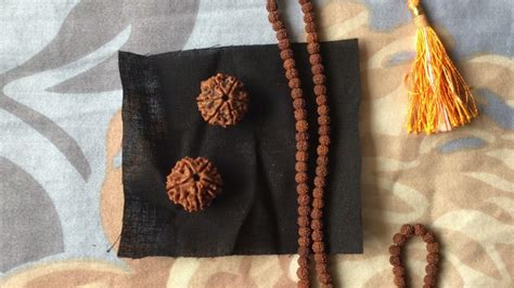 Shanmukhi Rudraksha Panchmukhi Rudraksha Mm Rudraksha Mala From Isha