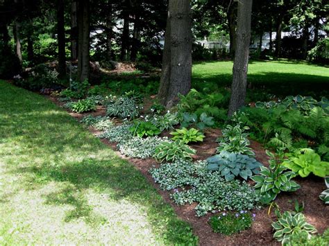 Landscape In Progress Garden Ideas Under Trees Shade Garden Ground