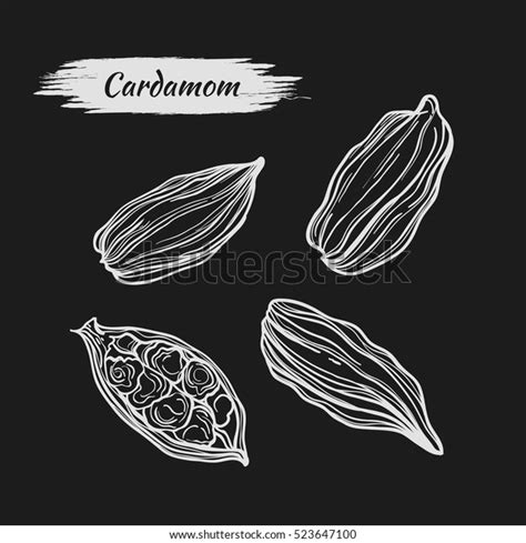 Vector Line Drawing Handmade Cardamom Isolated Stock Vector Royalty