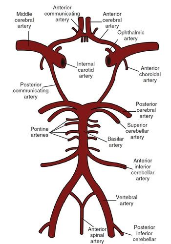 Central Nervous System Disease Baby Miller Flashcards Quizlet