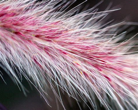 fuzzy wuzzy photograph  bekka delafield pixels