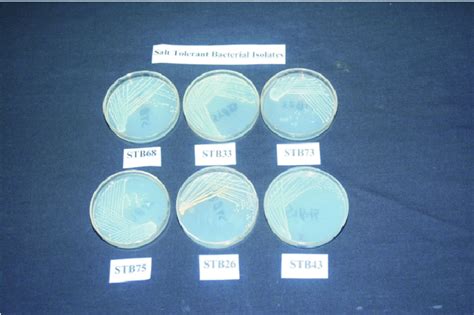 Salt Tolerant Bacterial Isolates On Nutrient Agar At 5 Nacl Download Scientific Diagram