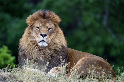 Male Lion Lying In The Grass A Photo On Flickriver