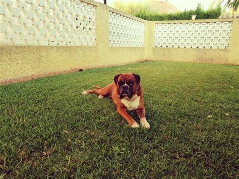 Dog Training Ground Images Free Download On Freepik