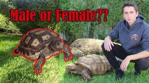 The Difference Between Male Female Sulcata Tortoises