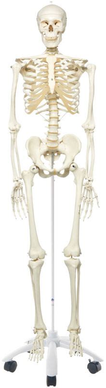 Adarsh Make Pvc Human Skeleton Model For Science Laboratory Laboratory