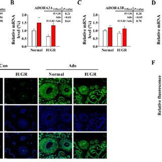 The Expression Of Adenosine Receptors In The Placenta Aed Real Time