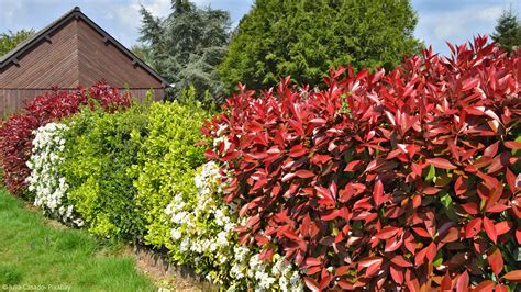 Best Sammlung Schnell Wachsende B Sche F R Den Garten Bluhende