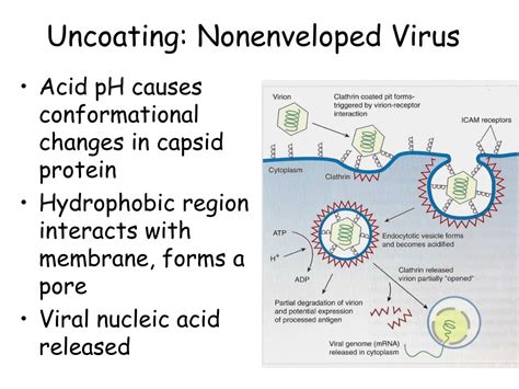 Ppt Human Viral Disease Virus Replication Cycle Powerpoint