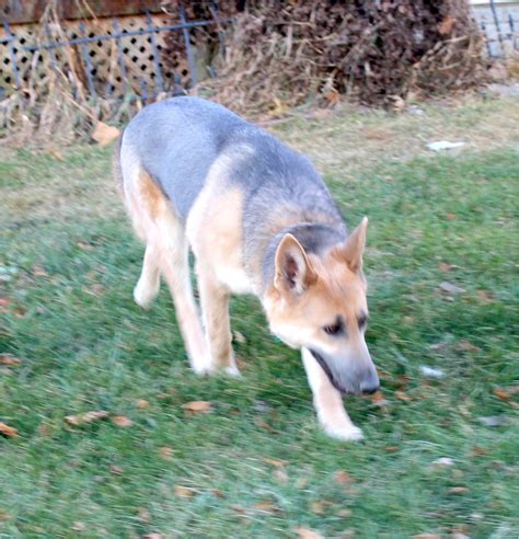 Powder Blue German Shepherd | AdinaPorter