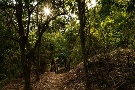 Explore Our Region Sharon Gorge Nature Park Bundaberg Now Delivers