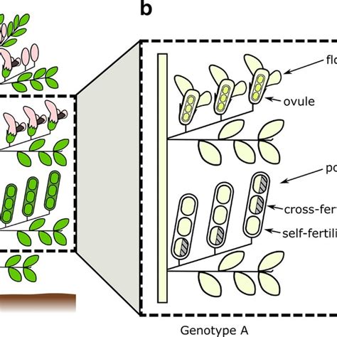 Correlation of degree of cross-fertilization C and paternal outcrossing ...