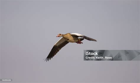Egyptian Goose Flying Stock Photo - Download Image Now - Animal, Animal ...