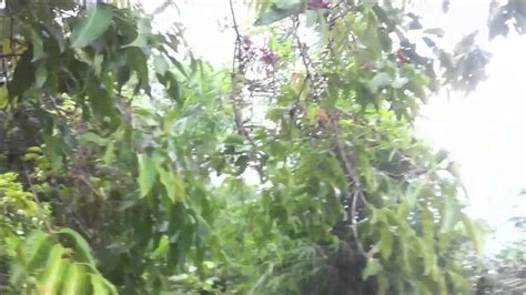 Gac Cu Ky Su Cu Gay Moi Hay Youtube