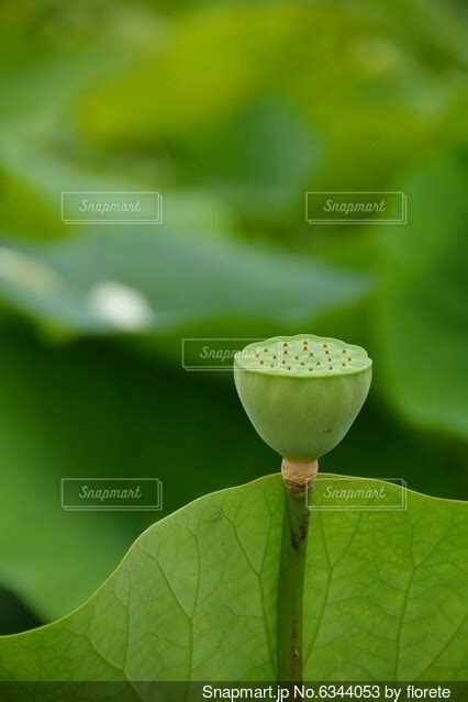 花が枯れたあとの蓮の実の写真・画像素材 6344053 Snapmart（スナップマート）