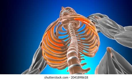 Internal Intercostal Images Stock Photos Vectors Shutterstock