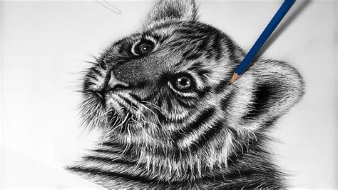 How To Draw A Realistic Baby Tiger Step By Step