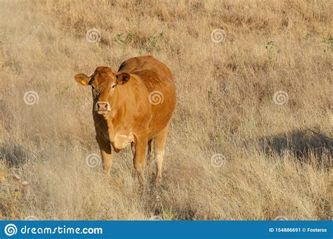 Pastagem De Carne De Bovino Nas Pastagens Da Estremadura Em Espanha