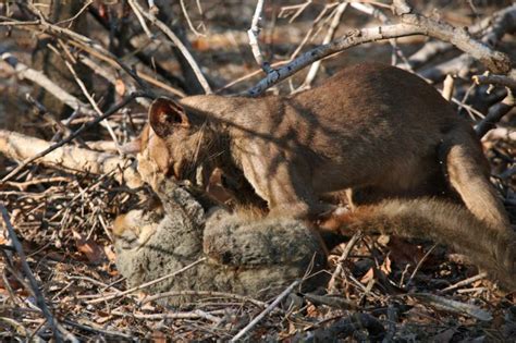Spotlight On The Fossa Of Madagascar Reef And Rainforest Tours