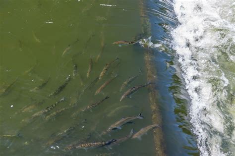 Bonneville Dam Fish Counts The Essential Guide To Understanding Fish