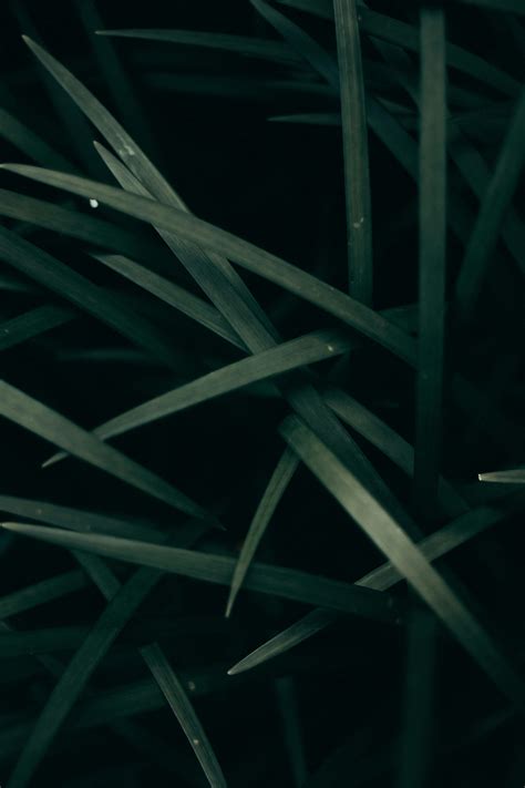 Grass in Dark · Free Stock Photo