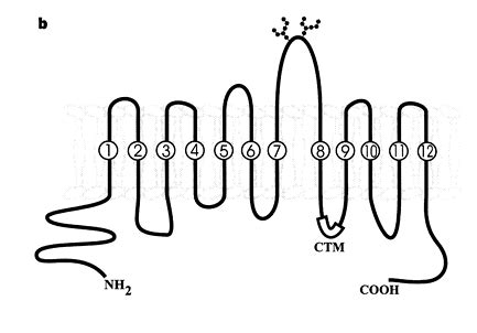 Putative Membrane Topology Of The Divalent Metal Transporter Dmt