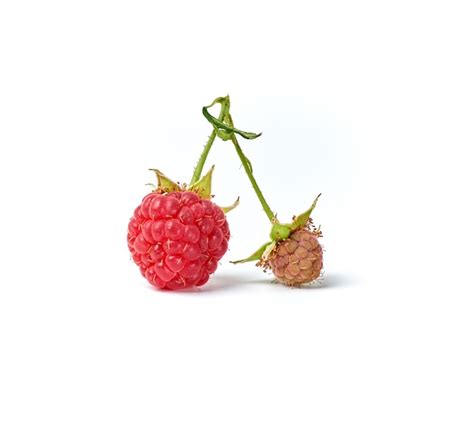 Premium Photo Red Ripe Berry Raspberries On Green Stem On White