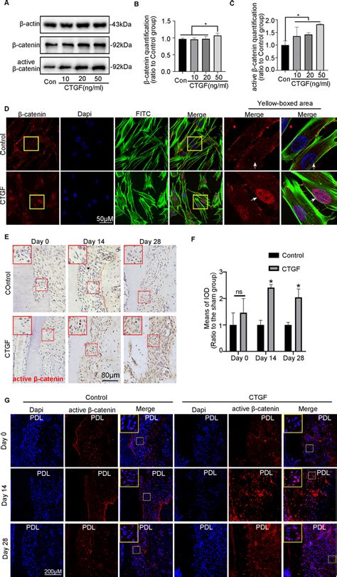 CTGF triggered β catenin signalling in dose dependent manners A